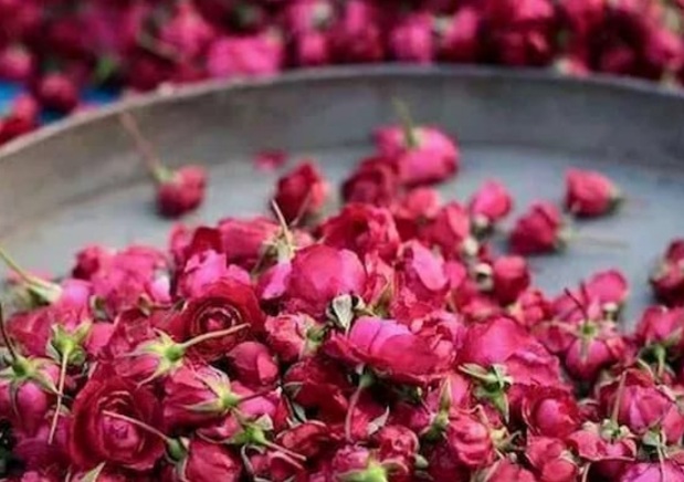 قیمت غنچه گل محمدی خشک + خرید باور نکردنی