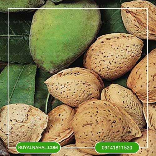 فروش بادام درختی بن چهارمحال + ارگانیک و مناسب مصرف روزانه