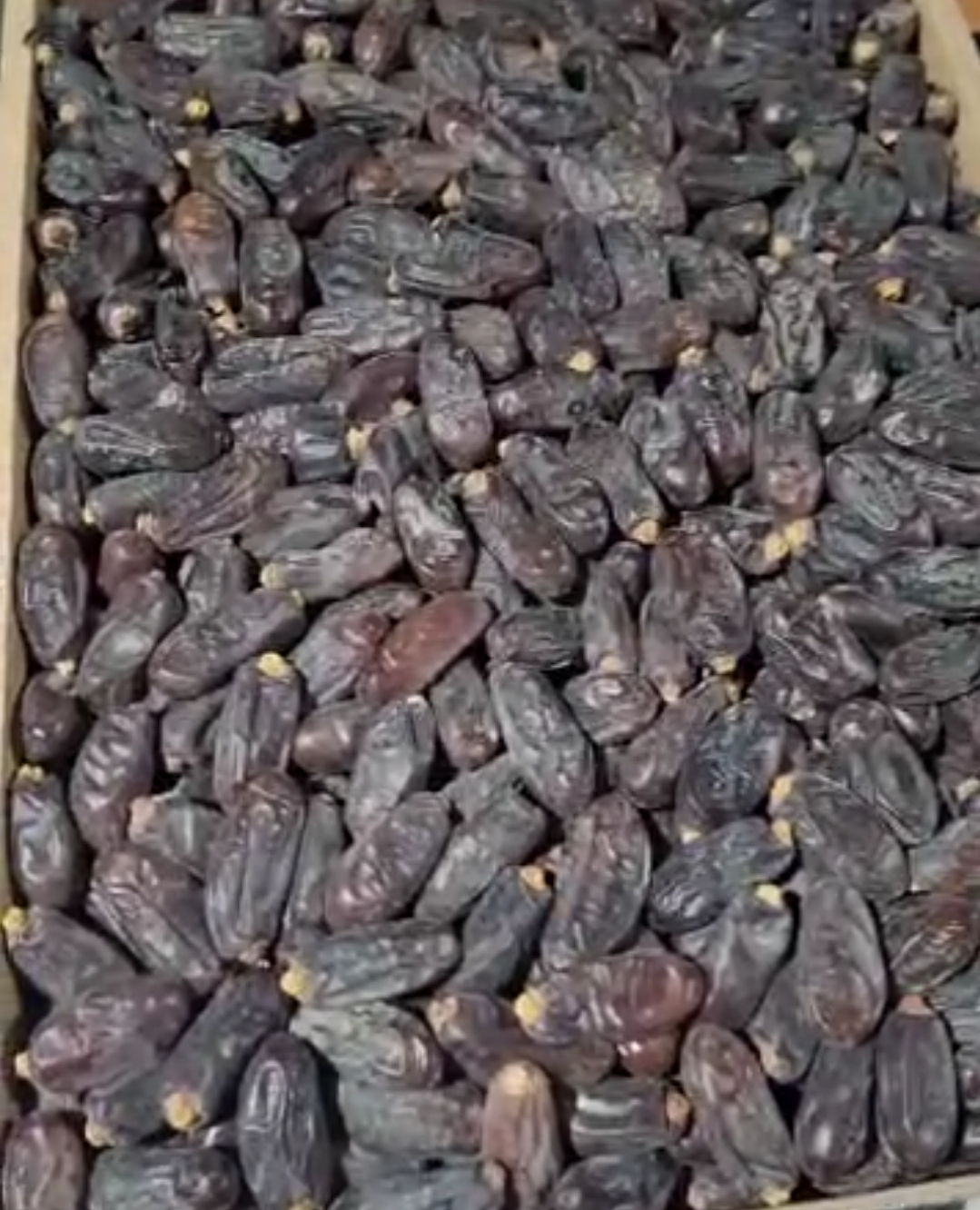 قیمت خرید خرما ربی درجه دو دلگان + قیمت ویژه