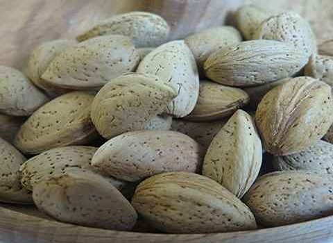 قیمت خرید بادام دیم فارس با فروش عمده