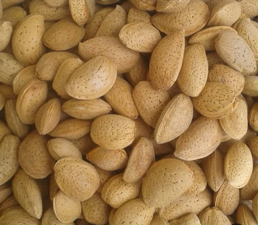 فروش بادام سنگی تلخ + قیمت عمده