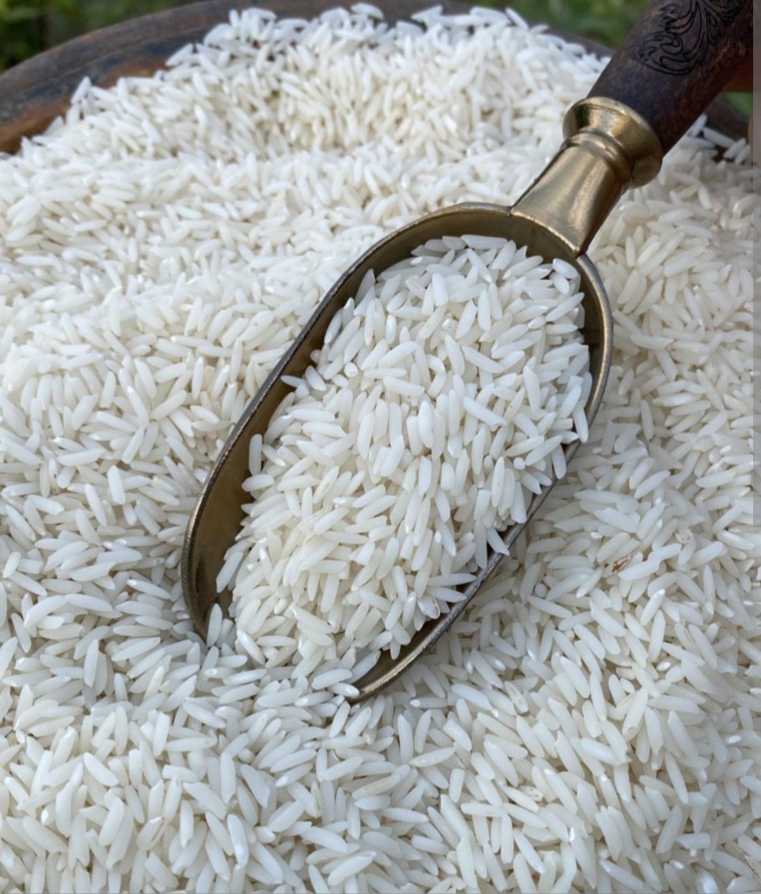 قیمت خرید برنج طارم هاشمی مرغوب و درجه یک + خرید باور نکردنی