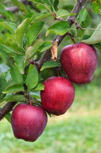 قیمت سیب صادراتی مراغه + ارسال فوری