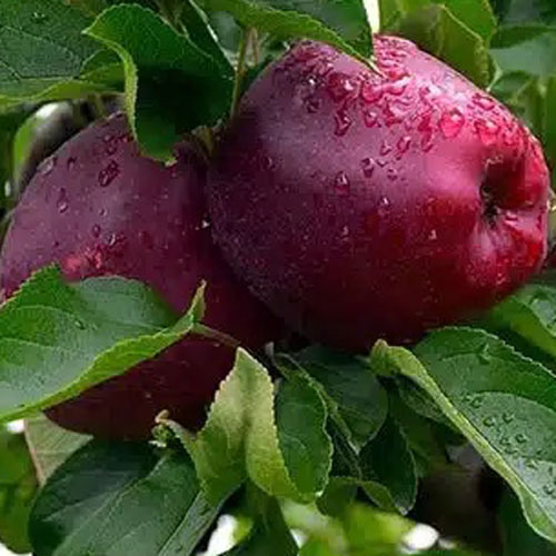 سفارش سیب قرمز ارومیه با کیفیت صادراتی
