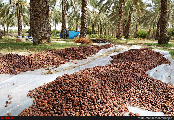 خرما ضایعات درجه ای که جیرفت خرید