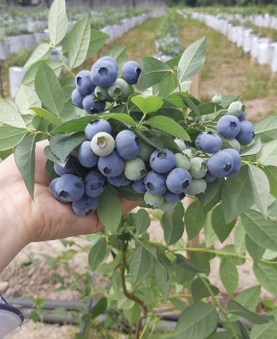 مرکز پخش نهال بلوبری دو ساله لگاسی + بستر کشت تخصصی بلوبری