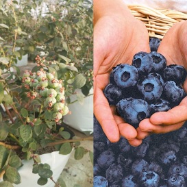 خرید و فروش نهال بلوبری بالغ میوه دار + بستر کشت تخصصی بلوبری