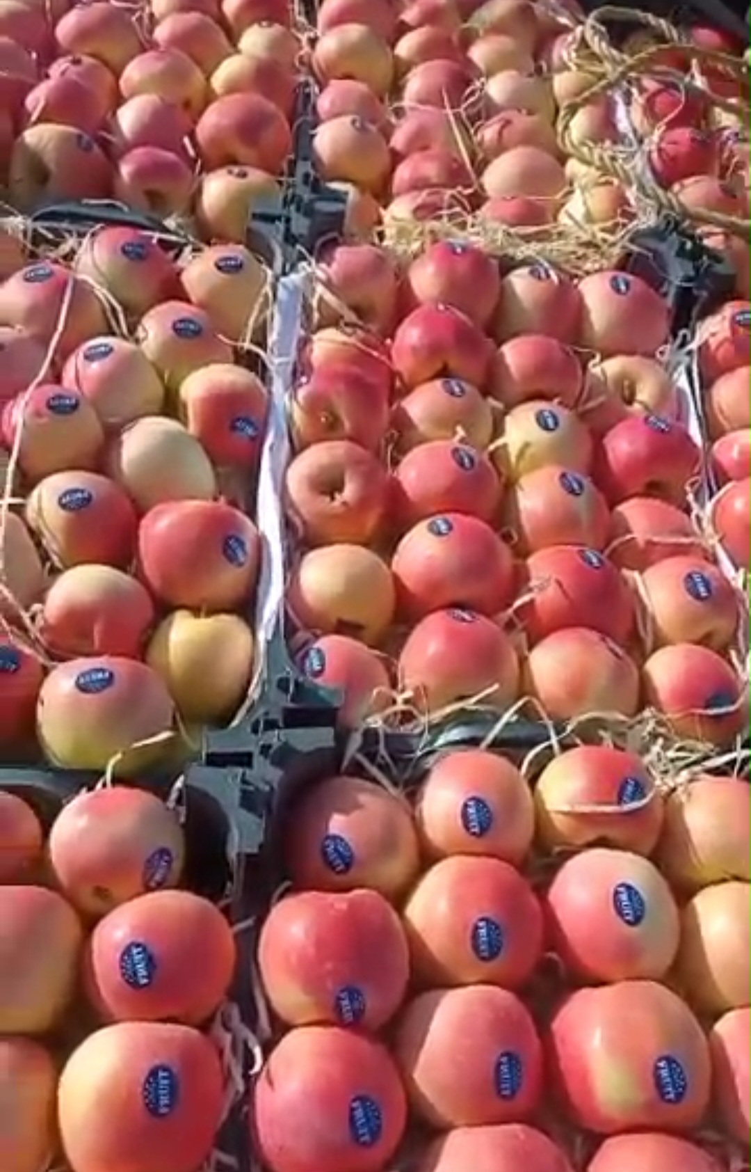 قیمت خرید سیب گالا اشنویه