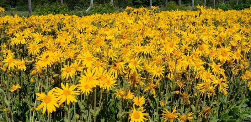 قیمت عمده فروشی گل همیشه بهار تازه و مرغوب