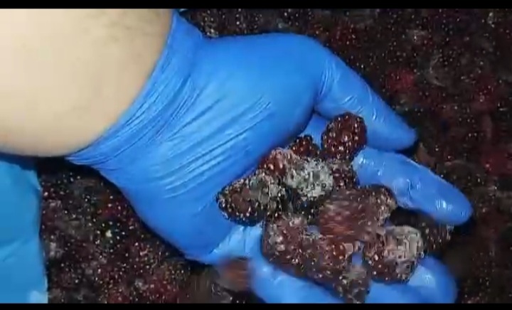 فروش صادراتی تمشک (بلکبری)منجمدفریزشده + قیمت عمده