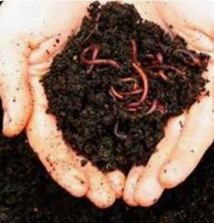 کود ورمی کمپوست + قیمت تجارتی