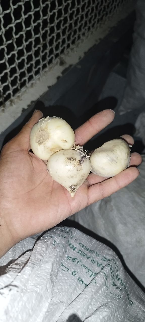 فروش عمده موسیر کوهی کردستان