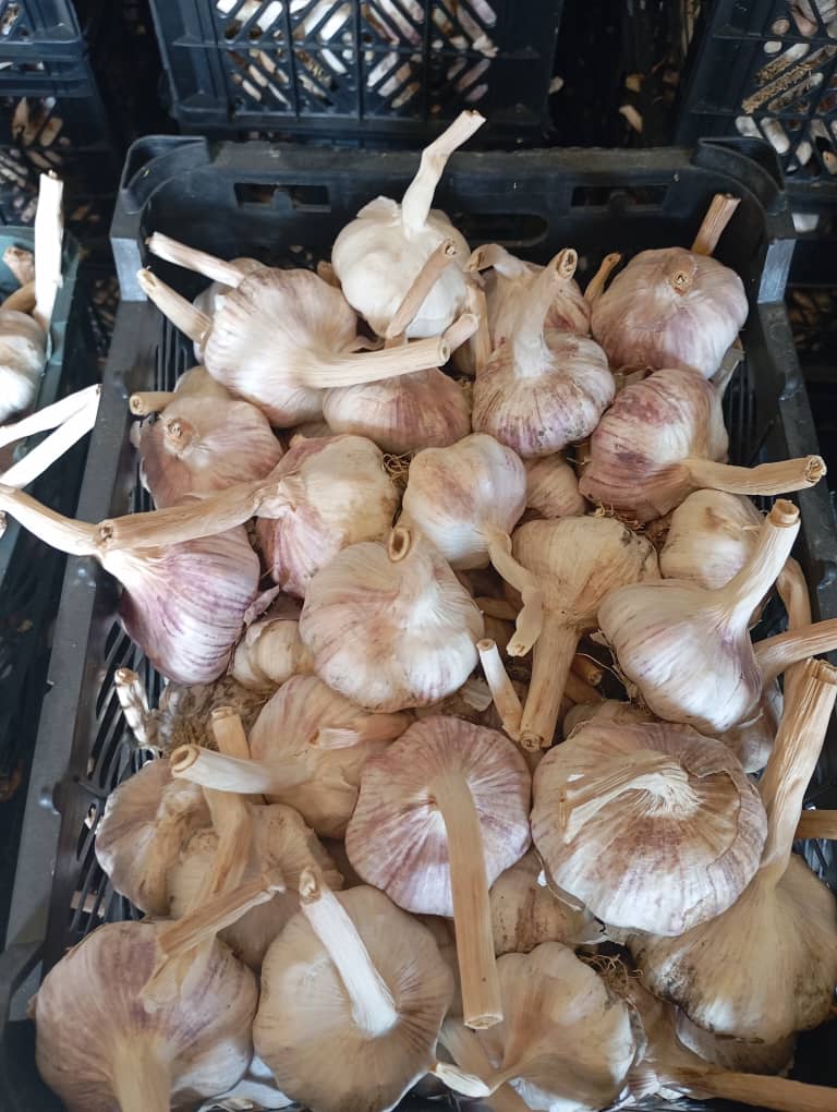 فروش عمده سیر قرمز آذرشهر