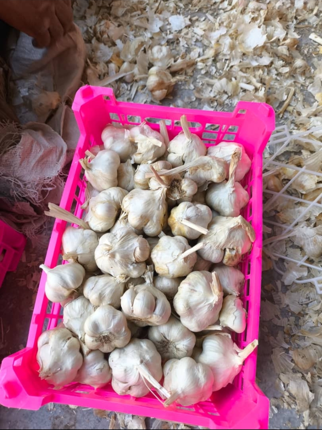 فروش عمده سیر سفید سولان