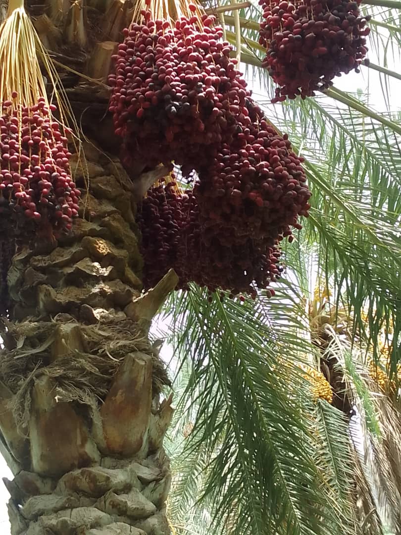 خرید به صرفه خرما مضافتی سراوان
