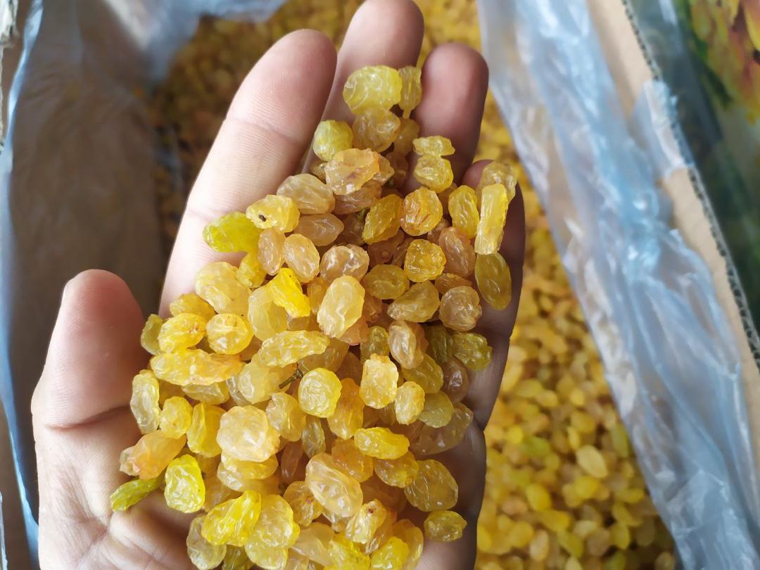 قیمت شهریور  استثنایی کشمش پلویی طلایی و درجه یک و ممتاز مات