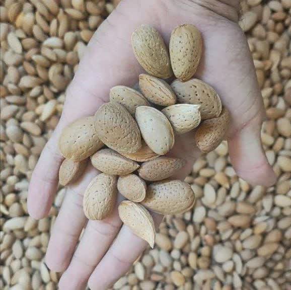 فروش و قیمت بادام سنگی دیمی کردستان