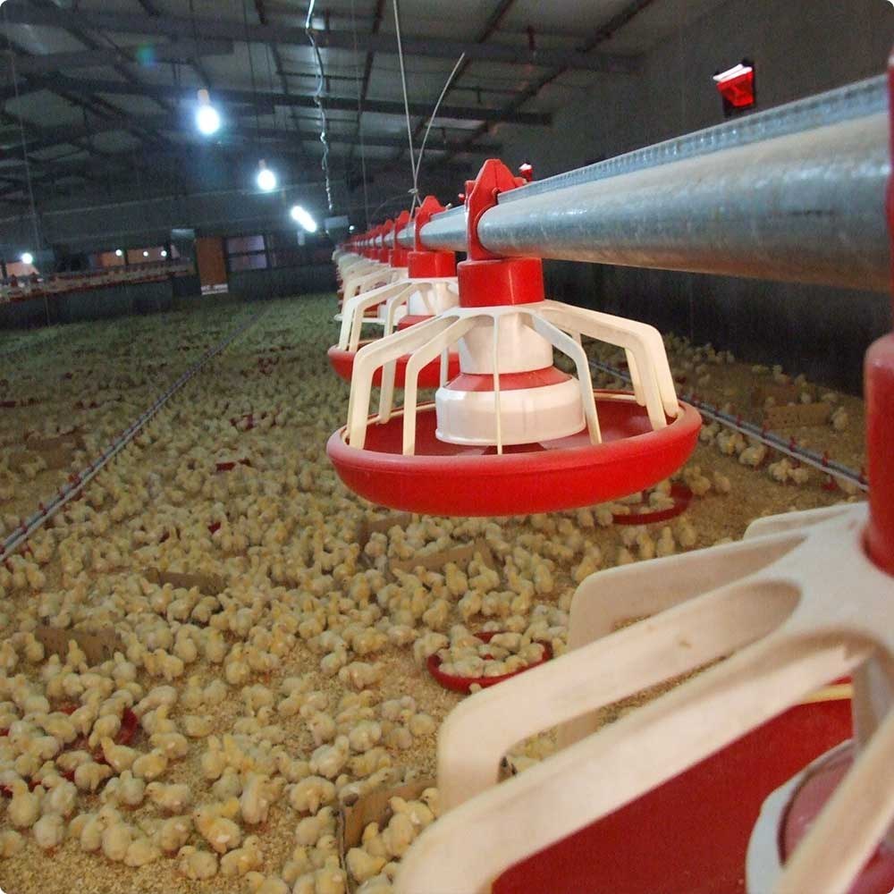 تصویر 1 از دانخوری بشقابی اتوماتیک + قیمت خرید عمده صادرات