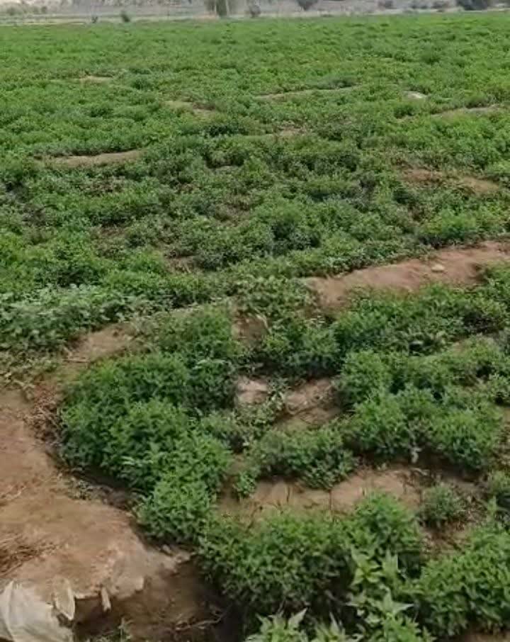خرید عمده نعناع برگ تازه با قیمت رقابتی