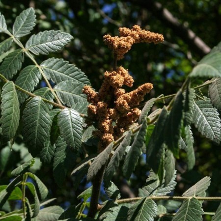 خرید و فروش عمده سماق قهوهای با قیمت استثنایی