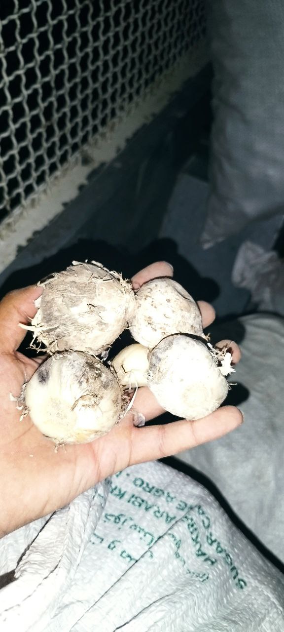 فروش عمده موسیر کوهی