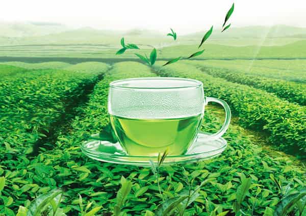 قیمت خرید چای سبز عمده به صرفه و ارزان