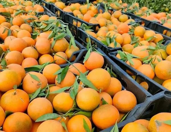قیمت خرید پرتقال پیوندی دزفول با فروش عمده