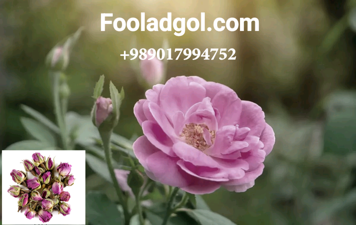 خرید عمده گلاب ارگانیک در داراب با عیار های مختلف جهت صادرات با شرکت فولاد گل