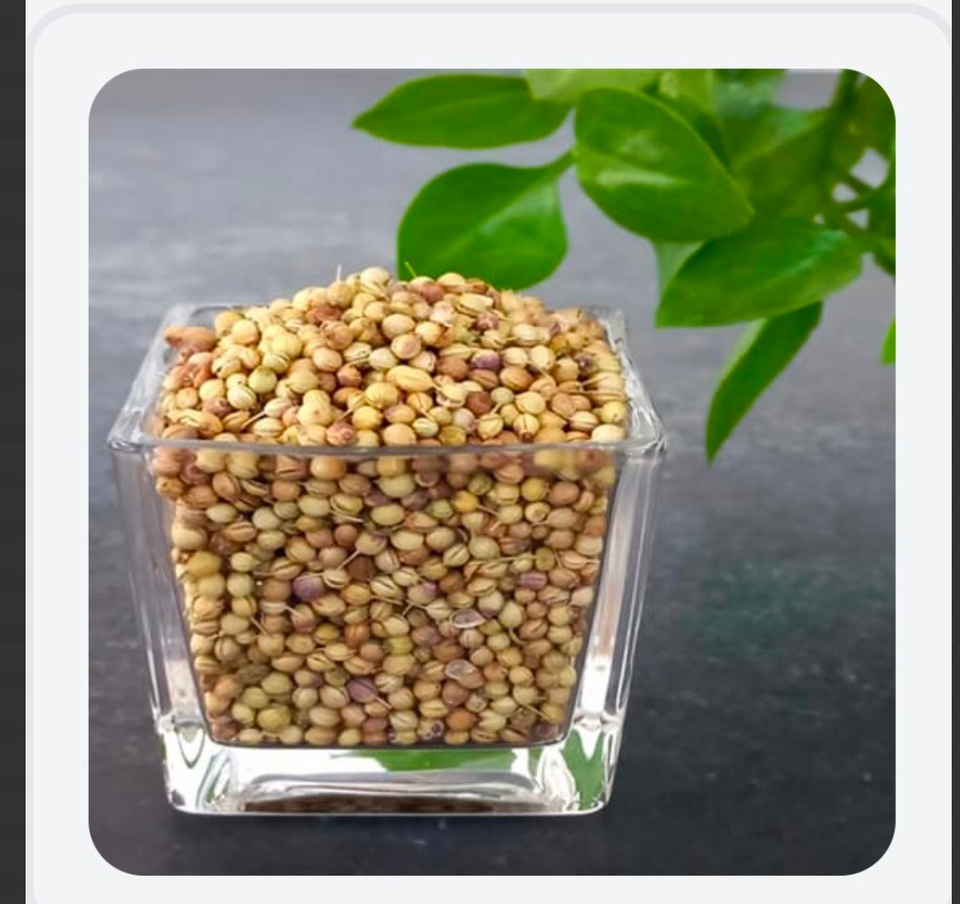 خرید به صرفه بذر گشنیز