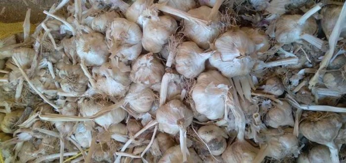 فروش عمده سیر لشکری همدان