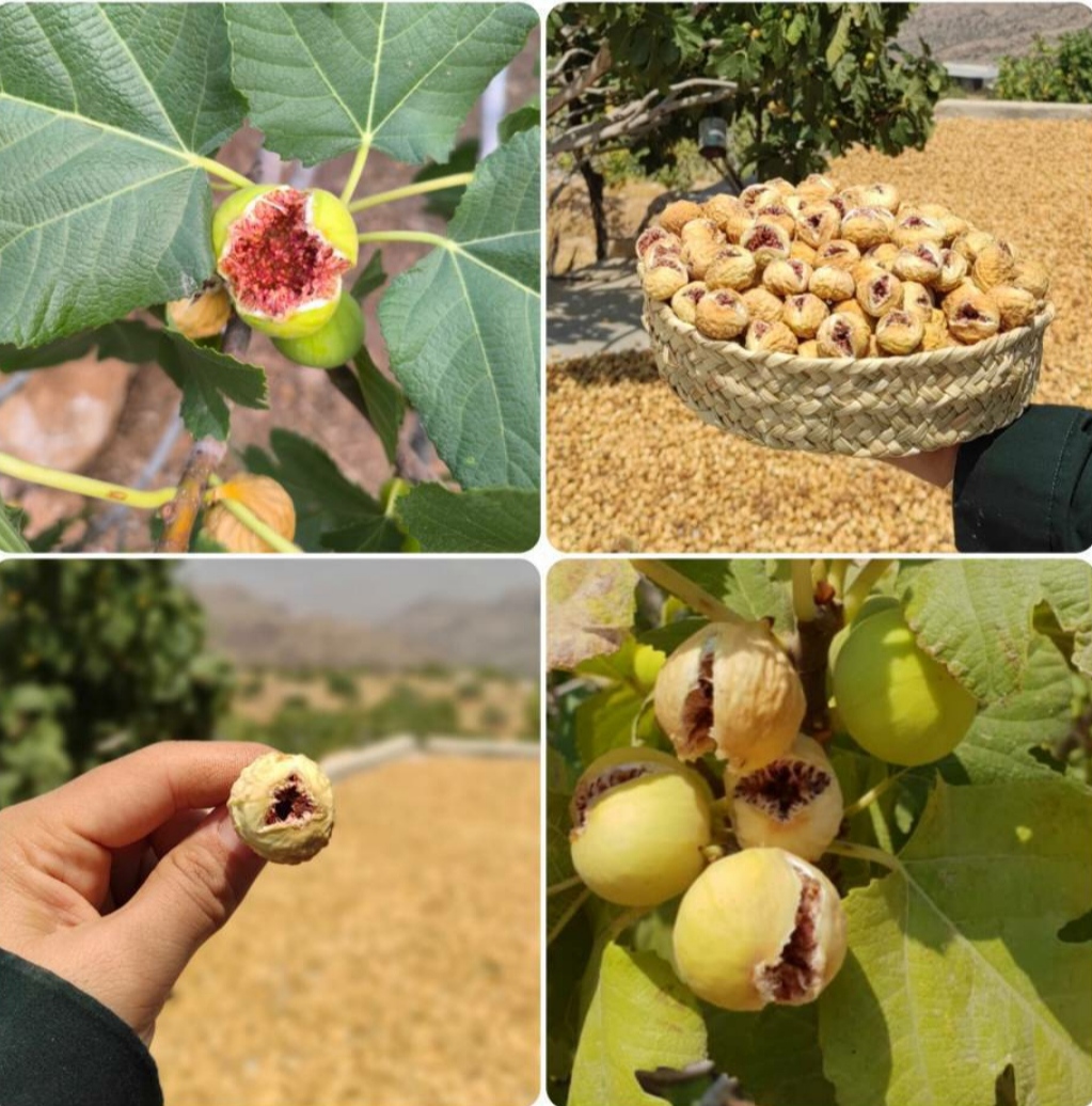 خرید مستقیم و بدون واسطه انجیر خشک
