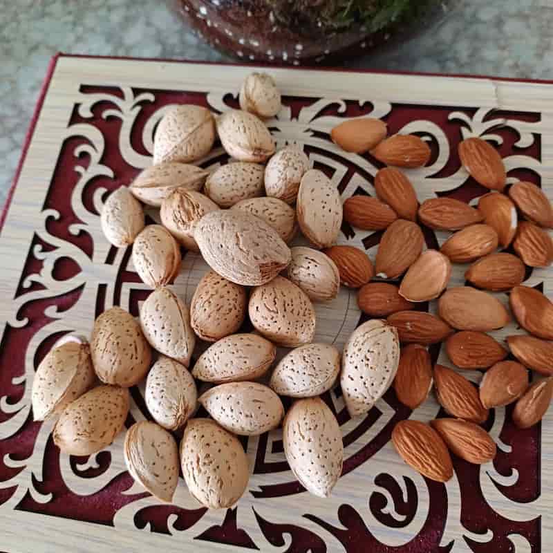 فروش و قیمت عمده بادام درختی + شرایط ویژه