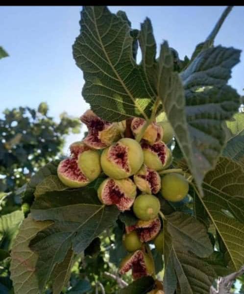 انجیر خشک کوه سپیدار + فروش ویژه