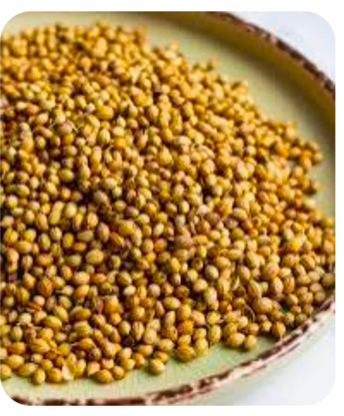 قیمت  خرید جهانی بذر گشنیز