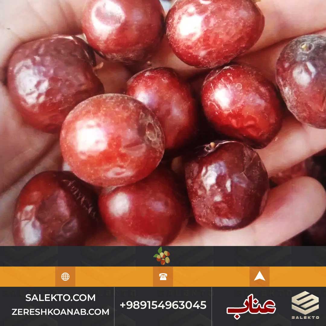 عناب خشک پرخاصیت قائنات با طعم اصیل و خواص درمانی + فروش فوق‌ العاده و خرید ارزان