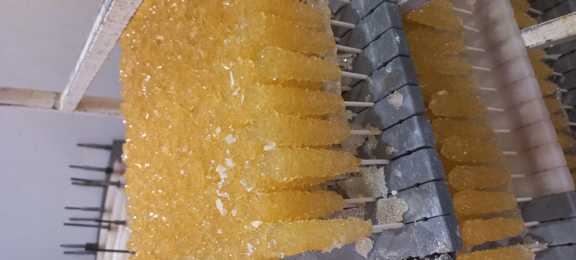 فروش عمده نبات چوبی ساده