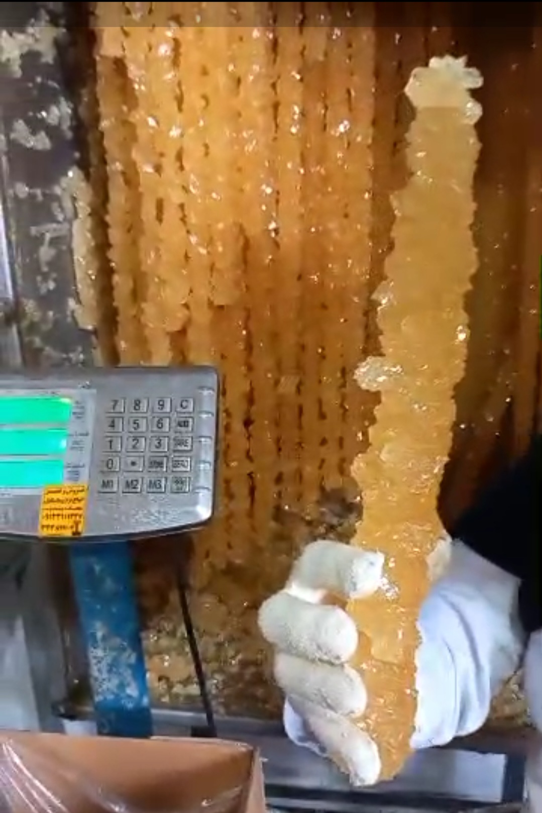 خرید عمده نبات شاخه صادراتی ازبکستان