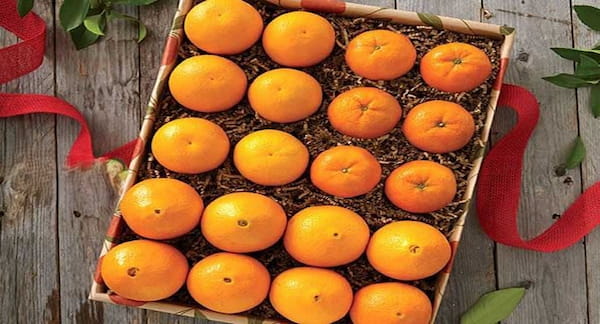 خرید و فروش پرتقال تامسون جیرفت با شرایط فوق العاده