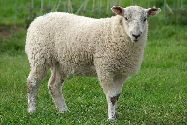 قیمت کود گوسفندی با کیفیت ارزان + خرید عمده