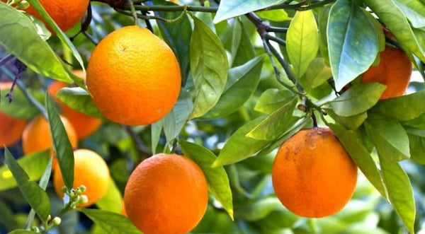 خرید و قیمت پرتقال پیوندی + فروش عمده