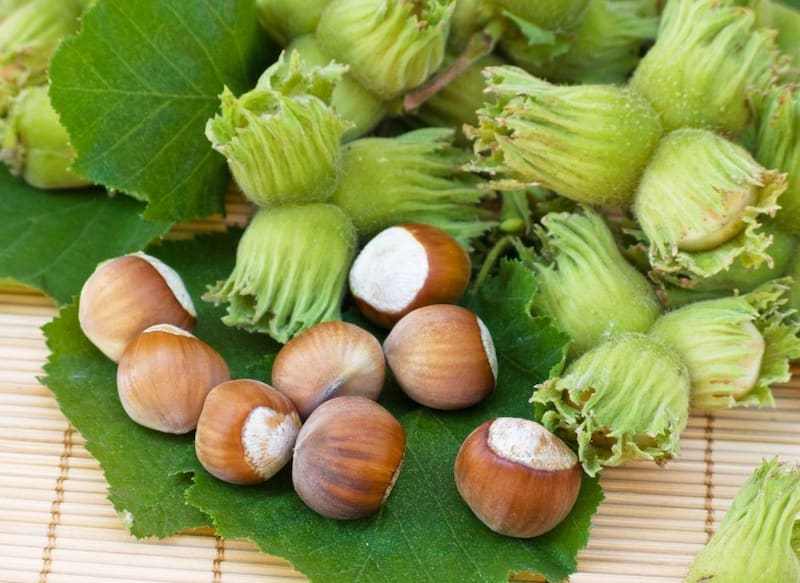 قیمت فندق تازه + پخش تولیدی عمده کارخانه