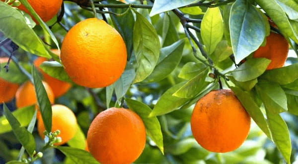 قیمت خرید پرتقال جنگلی اعلا + فروش ویژه