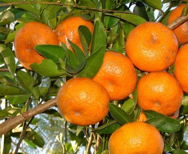 فروش پرتقال خوشه ای جهرم + قیمت خرید به صرفه