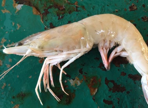 تصویر 1 از قیمت خرید میگو سفید با کیفیت عالی