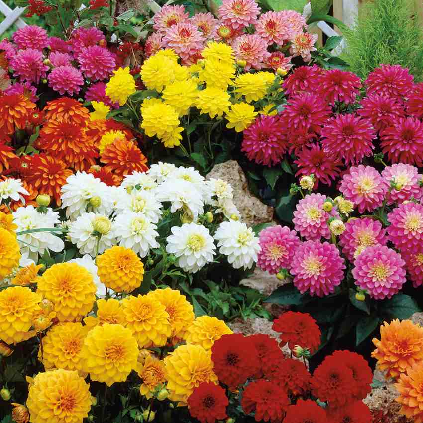 فروش ویژه گل داوودی گلدانی بصورت عمده