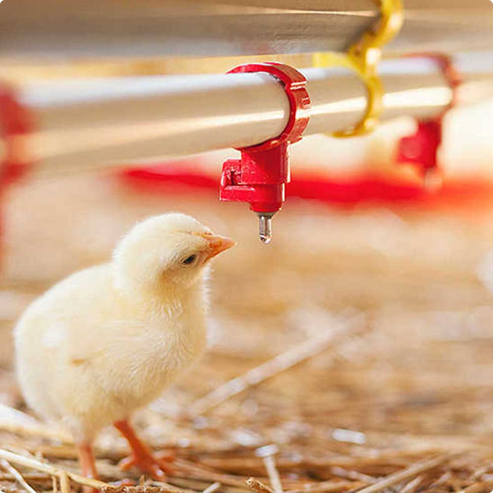 خرید قیمت صادراتی فشار شکن آبخوری جوجه