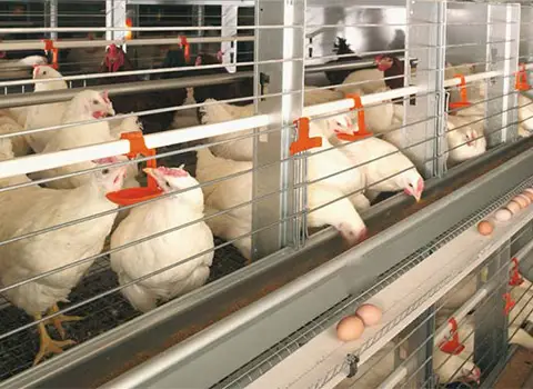 خرید عمده و صادرات قفس مرغ گوشتی