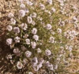 عسل ارگانیک اعلا + خرید