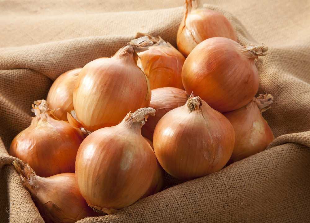 پیاز زرد درجه یک + خرید