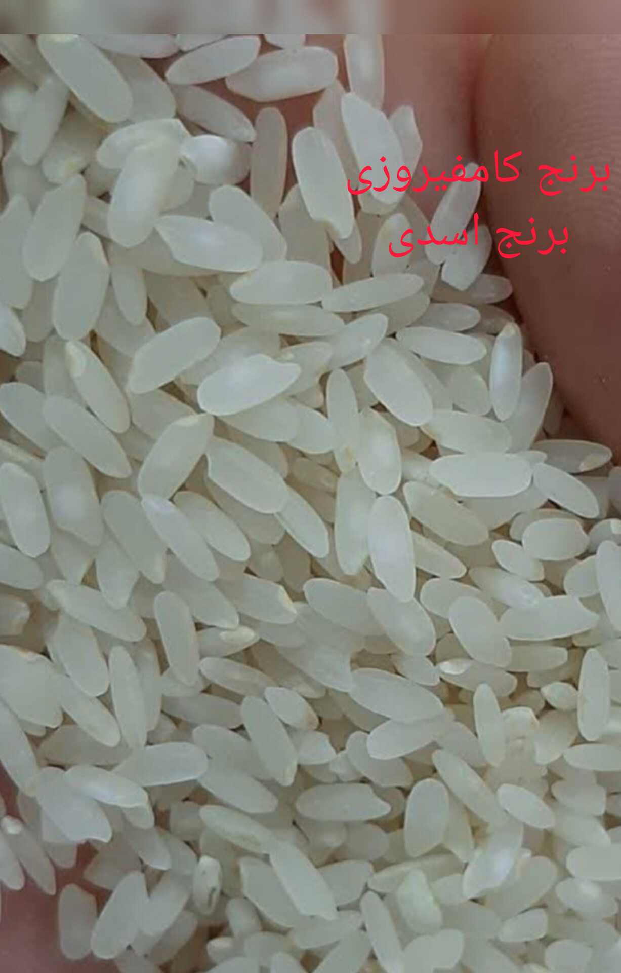 برنج کامفیروزی اصل + خرید